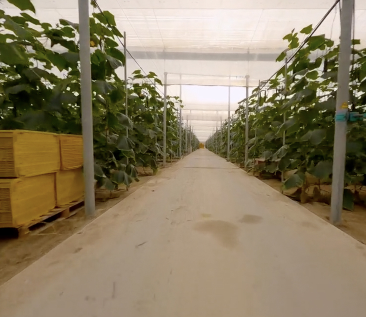 Invernadero sostenible con suministro de gas natural